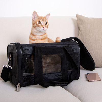 Cat in Sherpa carrier on couch