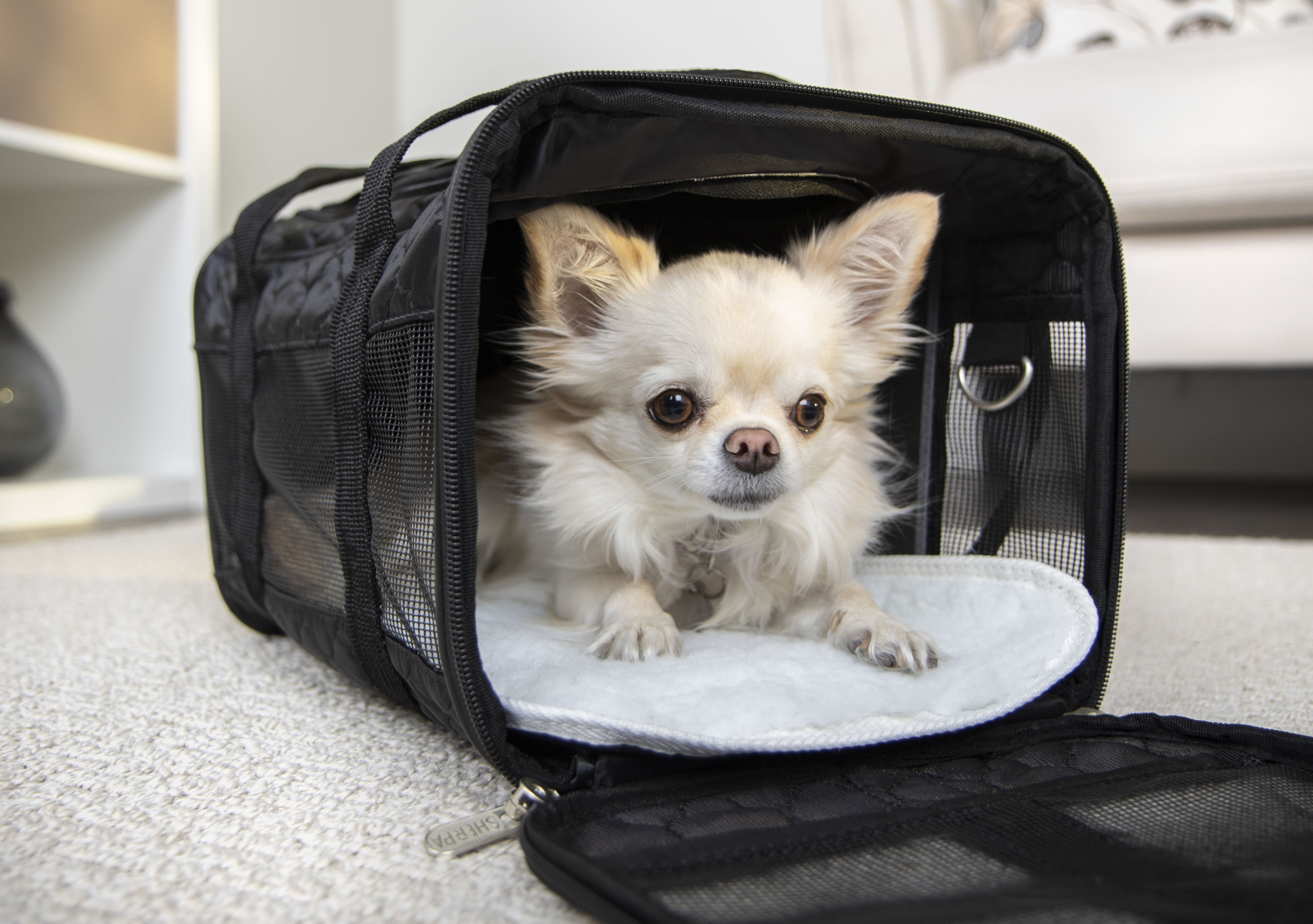 Shaya Cobalt Leather Dog Carrier  Airline Approved Pet Carrier