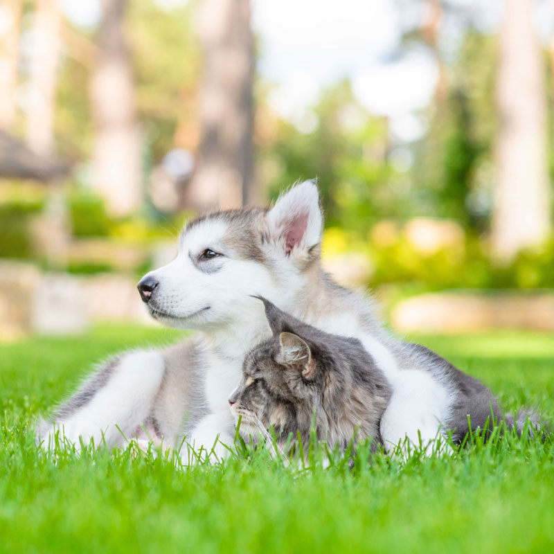 Cat and dog relaxing on grass