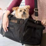 Dog in Sherpa bag